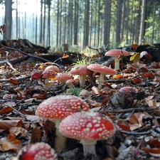 toadstools, forest, fleece