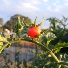 twig, tomato