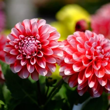 dahlias, Flowers, Two tone