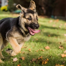 dog, grass, Tounge, German Shepherd