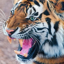 Tounge, tiger, mouth