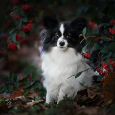 blueberries, Miniature Continental Toy Spaniel Papillon, Bush