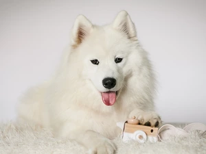 Samojed, White, muzzle, toy, Tounge, dog