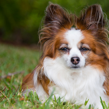 dog, Miniature Continental Toy Spaniel Papillon