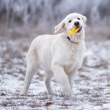 Puppy, toy, snow, Golden Retriever