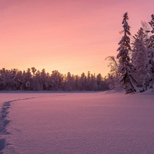trees, snow, Great Sunsets, forest, winter, viewes, traces