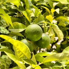 tree, limes, an