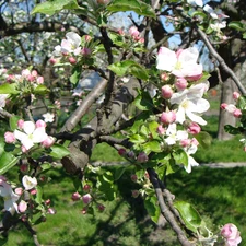 Blossoming, apple-tree