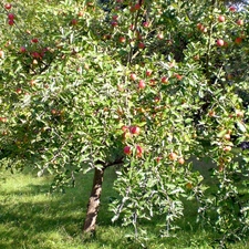 orchard, apple tree