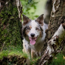 Border Collie, birch-tree