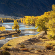 viewes, Yellowed, Altai, trees, River, autumn, Russia