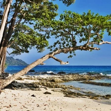 trees, sea, Beaches