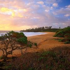 Coast, sun, trees, west