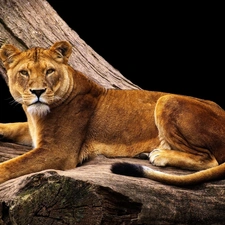 trees, Lion, dry