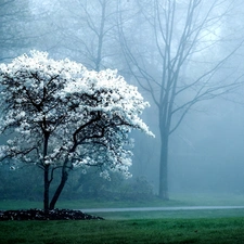 trees, Fog, flourishing