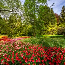 Tulips, color, Baden-Württemberg, viewes, trees, Mainau Island, Flowers, Spring, Germany, branch pics, Garden, Park