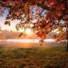 oak, Sunrise, Leaf, color, Fog, Russia, St. Petersburg, trees, autumn, Tsarskoye Selo, Pond - car
