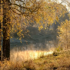 viewes, River, Fog, trees, autumn, birch, grass