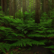 green ones, fern, trees, viewes, forest