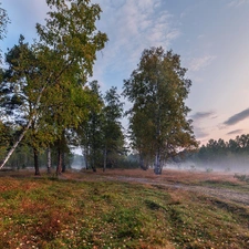 viewes, Fog, forest, trees, morning, birch, autumn