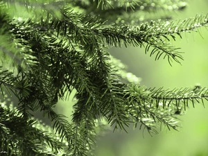 pine, needle, trees, green ones
