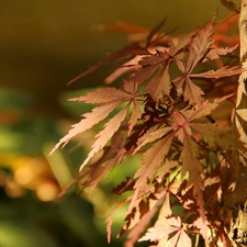 Leaf, Maple Palm, trees