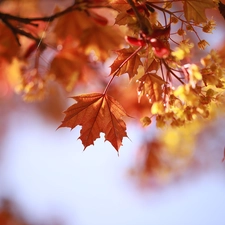 trees, Leaf, maple