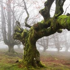 curves, Fog, Leaf, old, autumn, trees, Moss