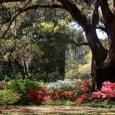 trees, Flowers, old