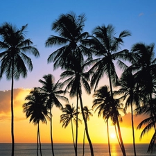 clouds, sun, viewes, Sky, west, trees, Palms