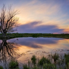 sun, lake, trees, reflection, lonely, west