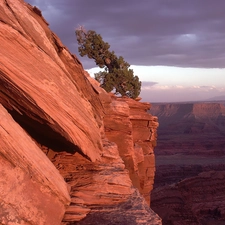 trees, canyon, rocks