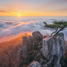 Fog, clouds, rocks, Plants, pine, Mountains, Sunrise, trees