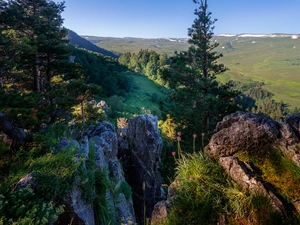 pine, The Hills, trees, viewes, rocks
