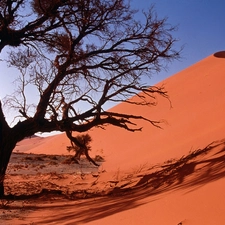 Desert, Sand Dunes, trees
