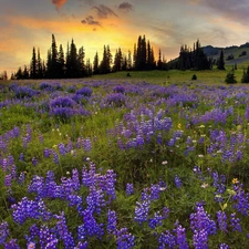 sun, rays, viewes, The Setting, Meadow, trees, lupine