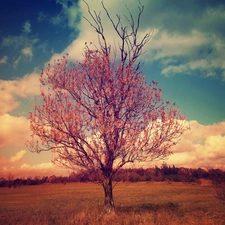 trees, clouds, Sky