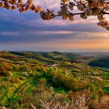 trees, Spring, field, Houses, Farms