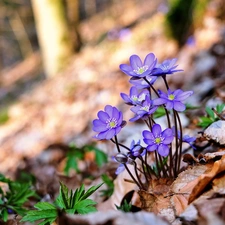 Leaf, Liverworts, viewes, forest, Blue, trees, Spring