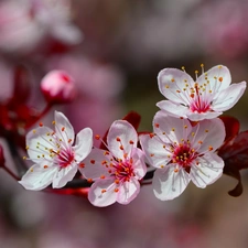 Spring, fruit, trees, Flowers