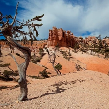 trees, Sky, Stones rocks, dry, canyon