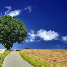 summer, Way, trees, field