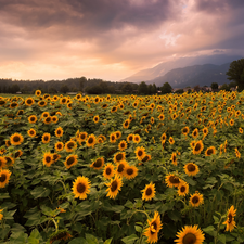 viewes, clouds, plantation, trees, Nice sunflowers