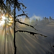 viewes, rays of the Sun, trees