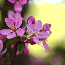 fruit, Flowers, Paradise, trees, Pink, Apple Tree Decorator, apples