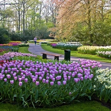 trees, viewes, Park, Flowers, Beatyfull