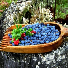 trees, viewes, forest, trunk, blueberries