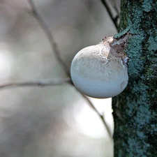 trees, viewes, an, trunk, fuzz-ball