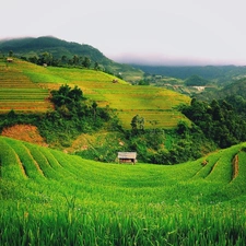 wood, Field, trees, viewes, hut, hills