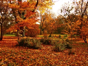 color, Garden, trees, viewes, Leaf, autumn